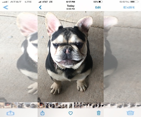 Medium Photo #5 French Bulldog Puppy For Sale in BUCKS BAR, CA, USA