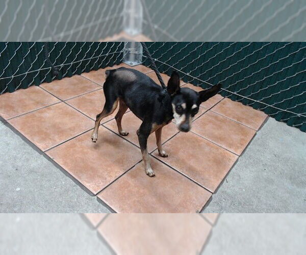 Medium Photo #1 Miniature Pinscher Puppy For Sale in Downey, CA, USA