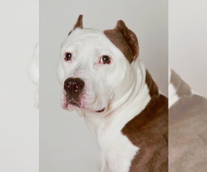 American Pit Bull Terrier Dogs for adoption in Alexandria, VA, USA
