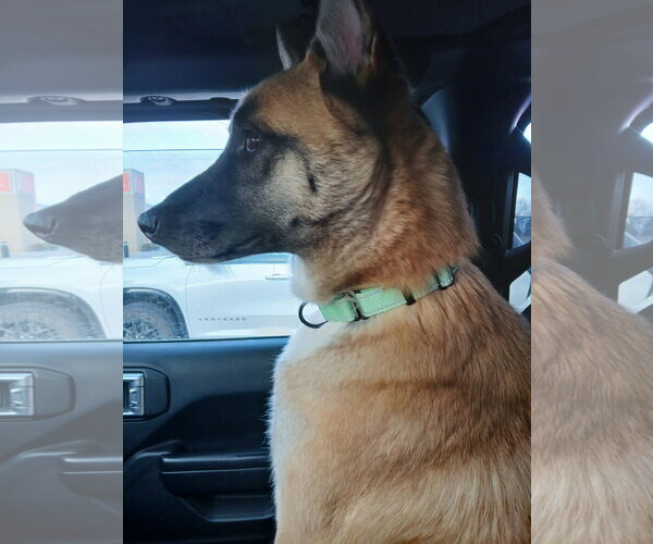 Medium Photo #26 German Shepherd Dog-Unknown Mix Puppy For Sale in Sebec, ME, USA