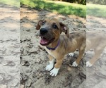 Small Shepradors