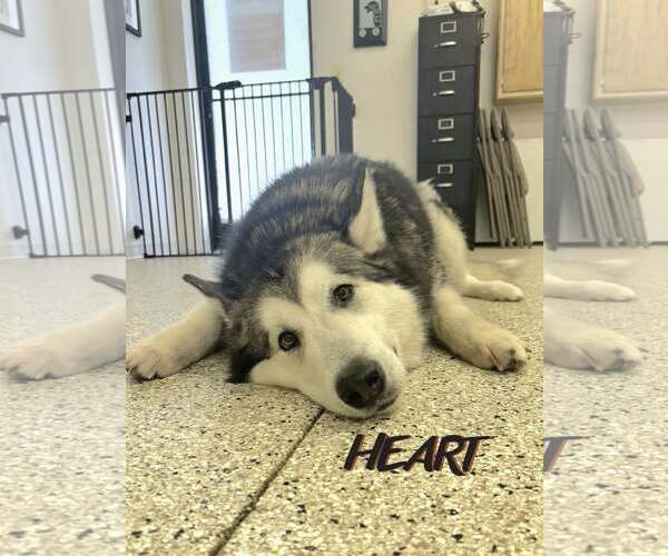 Medium Photo #3 Alaskan Malamute Puppy For Sale in Severn, MD, USA