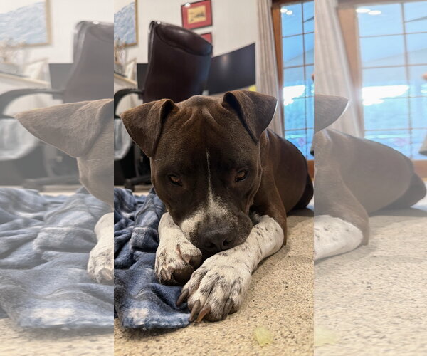 Medium Photo #3 Bullboxer Pit Puppy For Sale in Oakhurst, NJ, USA