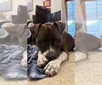 Small #2 Bullboxer Pit