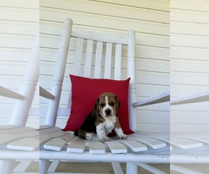 Beagle Puppy for sale in COLLINSVILLE, MS, USA
