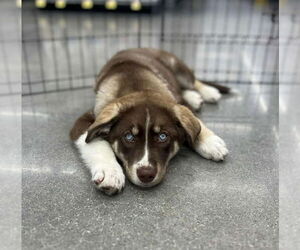 Huskies -Unknown Mix Dogs for adoption in Wyoming, MI, USA