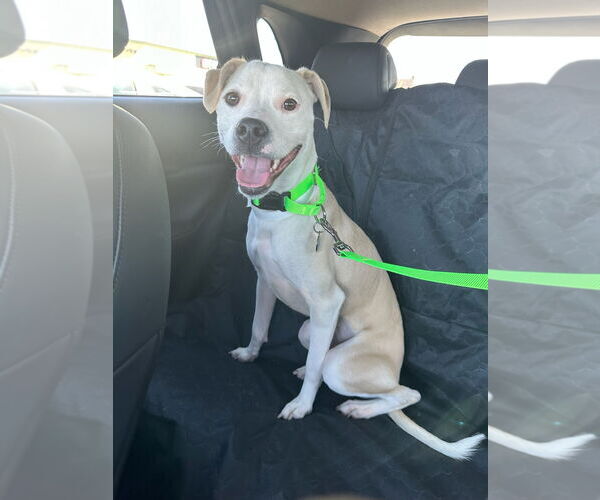 Medium Photo #2 Labrador Retriever-Unknown Mix Puppy For Sale in Chandler, AZ, USA