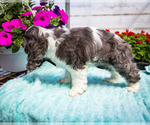 Small Photo #11 Cocker Spaniel Puppy For Sale in WAKARUSA, IN, USA