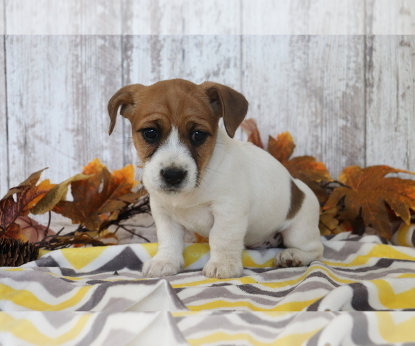 Medium Photo #2 Jack Russell Terrier-Jug Mix Puppy For Sale in SHILOH, OH, USA