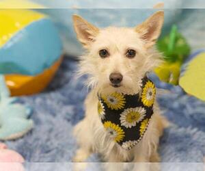 Chihuahua-Unknown Mix Dogs for adoption in Placerville, CA, USA