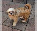 Small #1 Shih Tzu