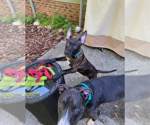 Medium Photo #3 Staffordshire Bull Terrier-Unknown Mix Puppy For Sale in Holly Springs, NC, USA
