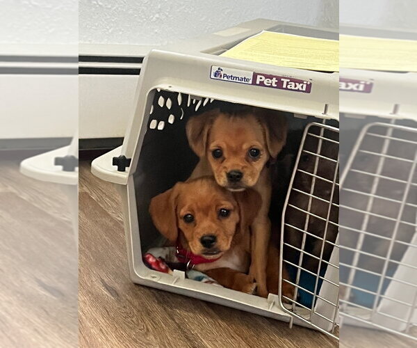 Medium Photo #2 Colonial Cocker Spaniel-Dachshund Mix Puppy For Sale in Gloversville, NY, USA