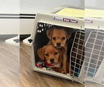 Small #1 Colonial Cocker Spaniel-Dachshund Mix