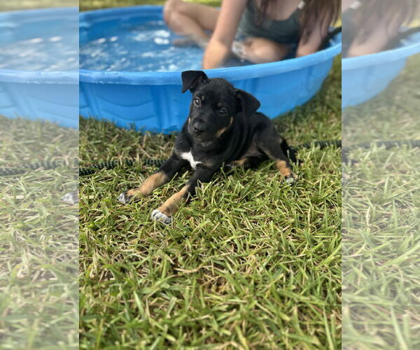 Medium Photo #5 Jack Russell Terrier Puppy For Sale in The Woodlands, TX, USA