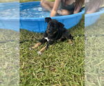 Small #4 Jack Russell Terrier