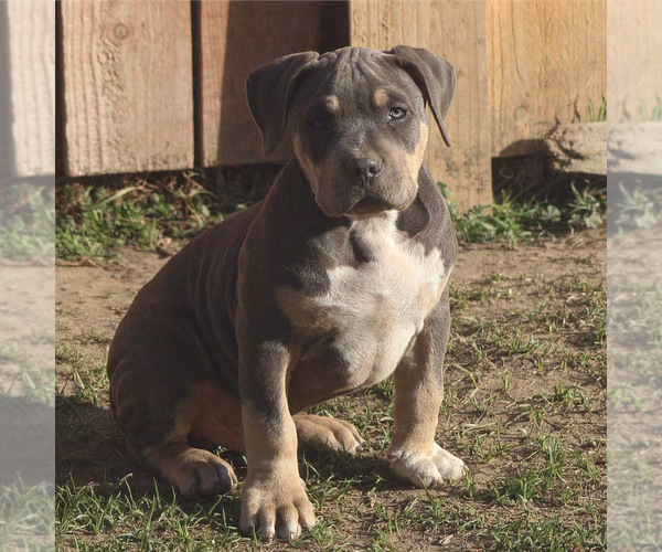 Medium Photo #3 American Bully Puppy For Sale in BAKERSFIELD, CA, USA