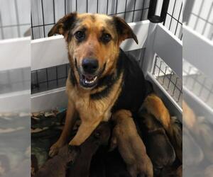 German Shepherd Dog-Unknown Mix Dogs for adoption in Thief River Falls, MN, USA