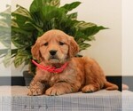 Small Photo #4 Golden Retriever Puppy For Sale in LITITZ, PA, USA