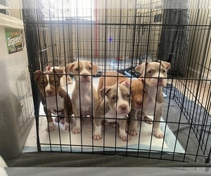 American Staffordshire Terrier Puppy for sale in GLEN BURNIE, MD, USA