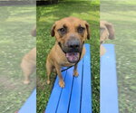 Small #3 Rhodesian Ridgeback Mix