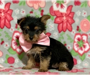 Yorkshire Terrier Puppy for sale in LANCASTER, PA, USA