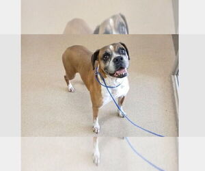 Boxer Dogs for adoption in Austin, TX, USA