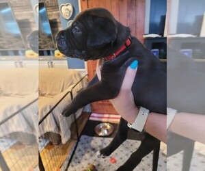 Daniff-English Mastweiler Mix Litter for sale in CANTON, OH, USA