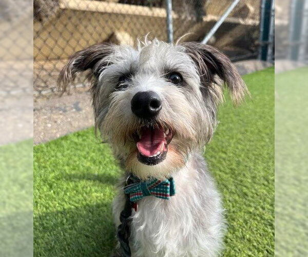 Medium Photo #1 Cairn Terrier-Unknown Mix Puppy For Sale in San Diego, CA, USA