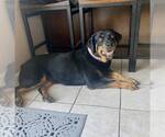 Small #3 Rottweiler