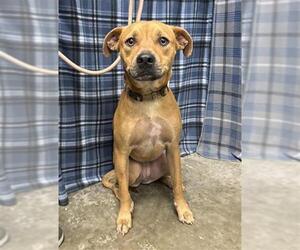 Labrador Retriever-Unknown Mix Dogs for adoption in Rosenberg, TX, USA
