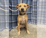 Small Labrador Retriever Mix