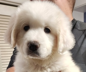 Great Pyrenees Puppy for sale in AKRON, OH, USA