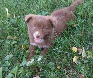Miniature Australian Shepherd Puppy for sale in MILTON, WI, USA