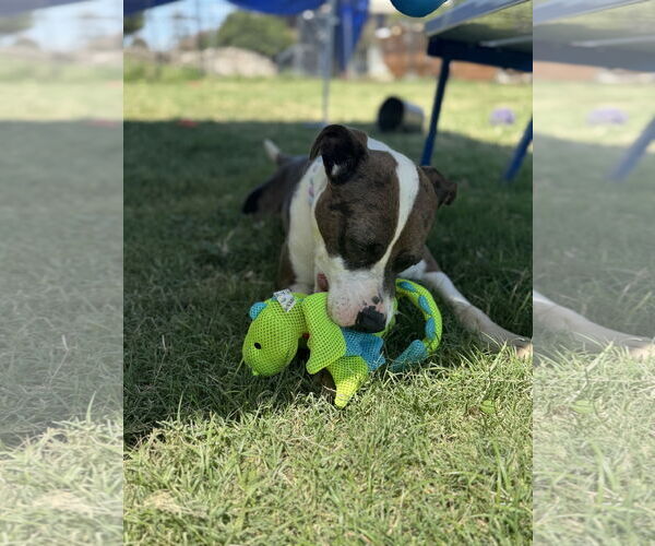 Medium Photo #4 American Staffordshire Terrier-Unknown Mix Puppy For Sale in Rowlett, TX, USA