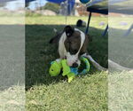 Small #3 American Staffordshire Terrier Mix