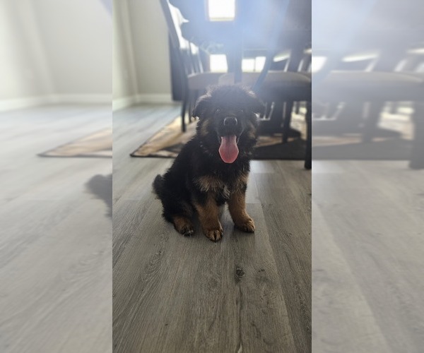 Medium Photo #5 German Shepherd Dog Puppy For Sale in OCALA, FL, USA