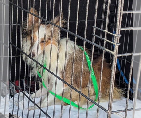 Medium Photo #4 Mutt Puppy For Sale in Wamego, KS, USA