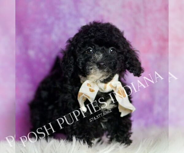 Medium Photo #5 Poodle (Miniature) Puppy For Sale in WARSAW, IN, USA