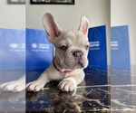 Small #1 French Bulldog