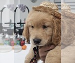 Small #6 Golden Retriever
