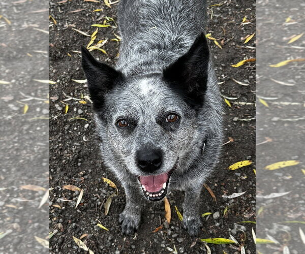 Medium Photo #6 Mutt Puppy For Sale in Elmsford, NY, USA