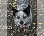 Small #5 Mutt