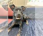 Buttons - Female Mutt Dog for Adoption - Small photo