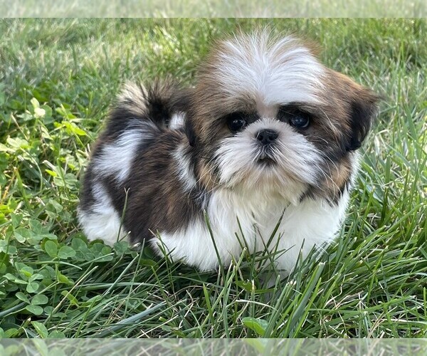 Medium Photo #6 Shih Tzu Puppy For Sale in SYRACUSE, IN, USA