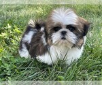 Small #5 Shih Tzu