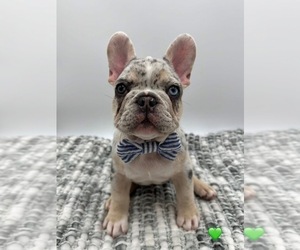 French Bulldog Puppy for Sale in PLEASANTON, California USA