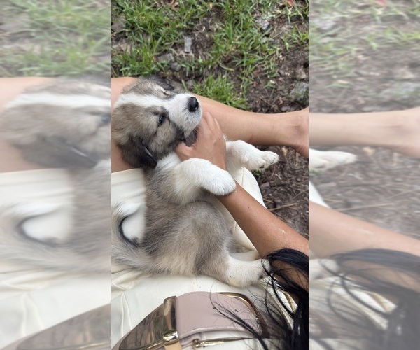 Medium Photo #78 Aussie Pyrenees Puppy For Sale in LEXINGTON, SC, USA