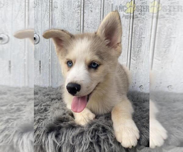 Medium Photo #4 Pomsky Puppy For Sale in LOUISVILLE, KY, USA