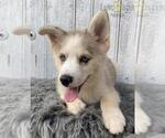 Small Photo #4 Pomsky Puppy For Sale in LOUISVILLE, KY, USA